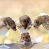 5 Hamster - Tierheim - letzter Beitrag von Sakura